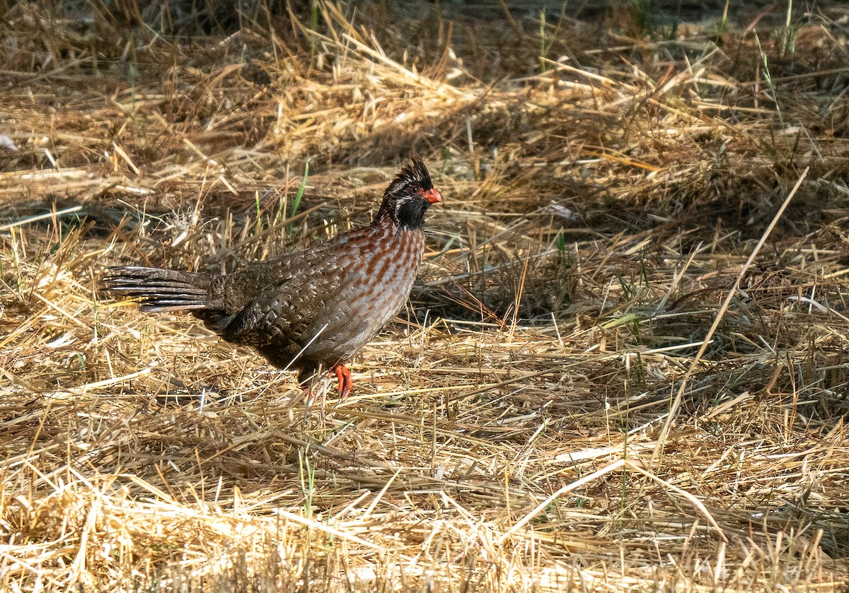 Long-tailed Wood-Partridge - Forest Botial-Jarvis