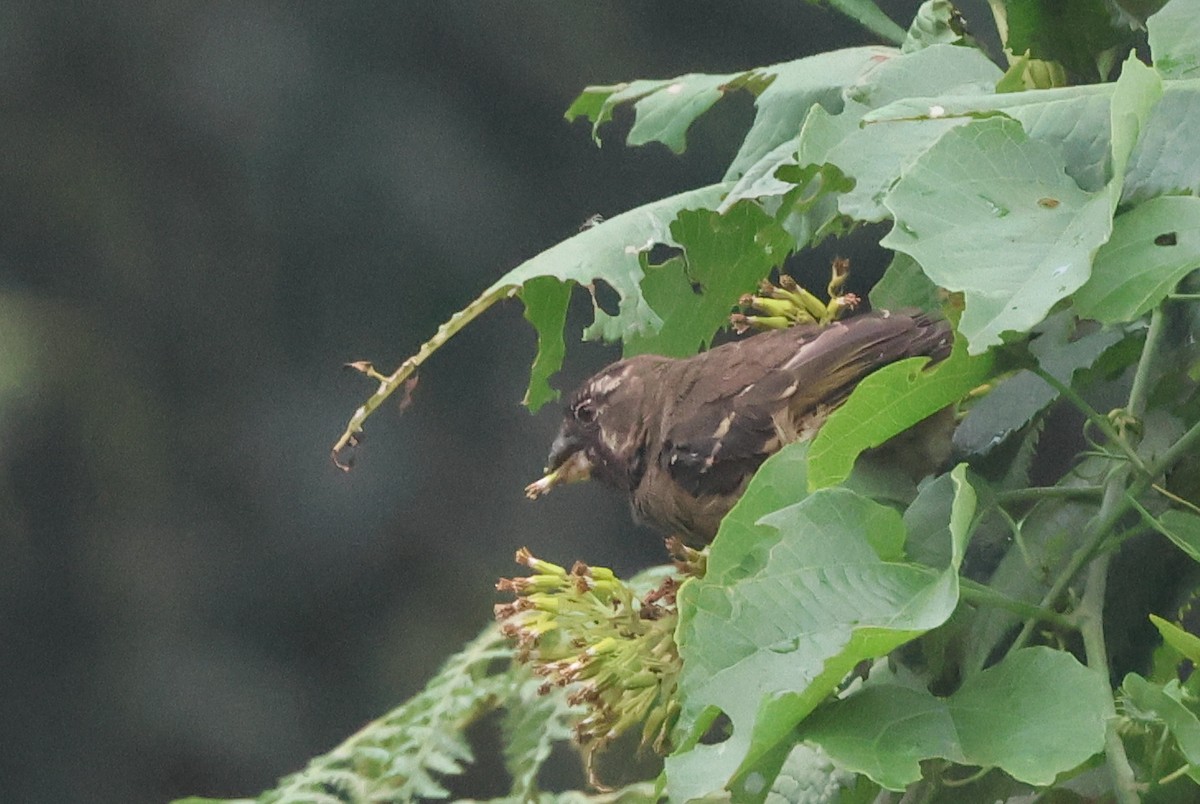 Thick-billed Seedeater - ML621490431