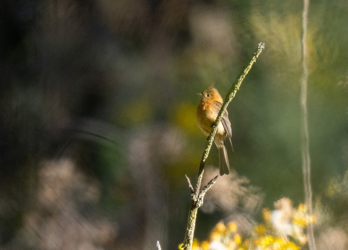 フサボウシハエトリ（phaeocercus／tenuirostris） - ML621490476