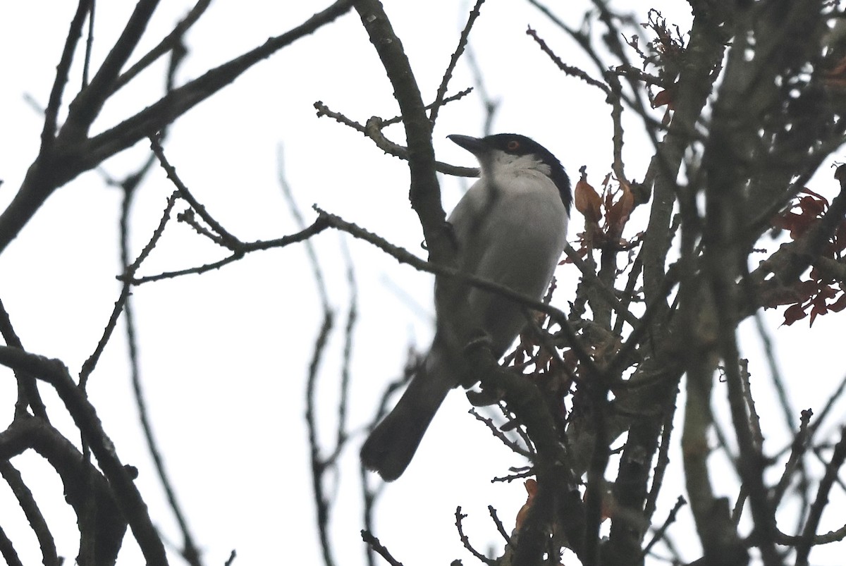 Northern Puffback - ML621490482