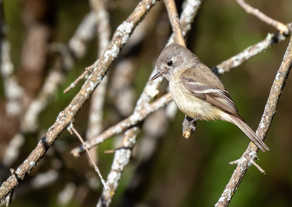 Dusky Flycatcher - ML621490485