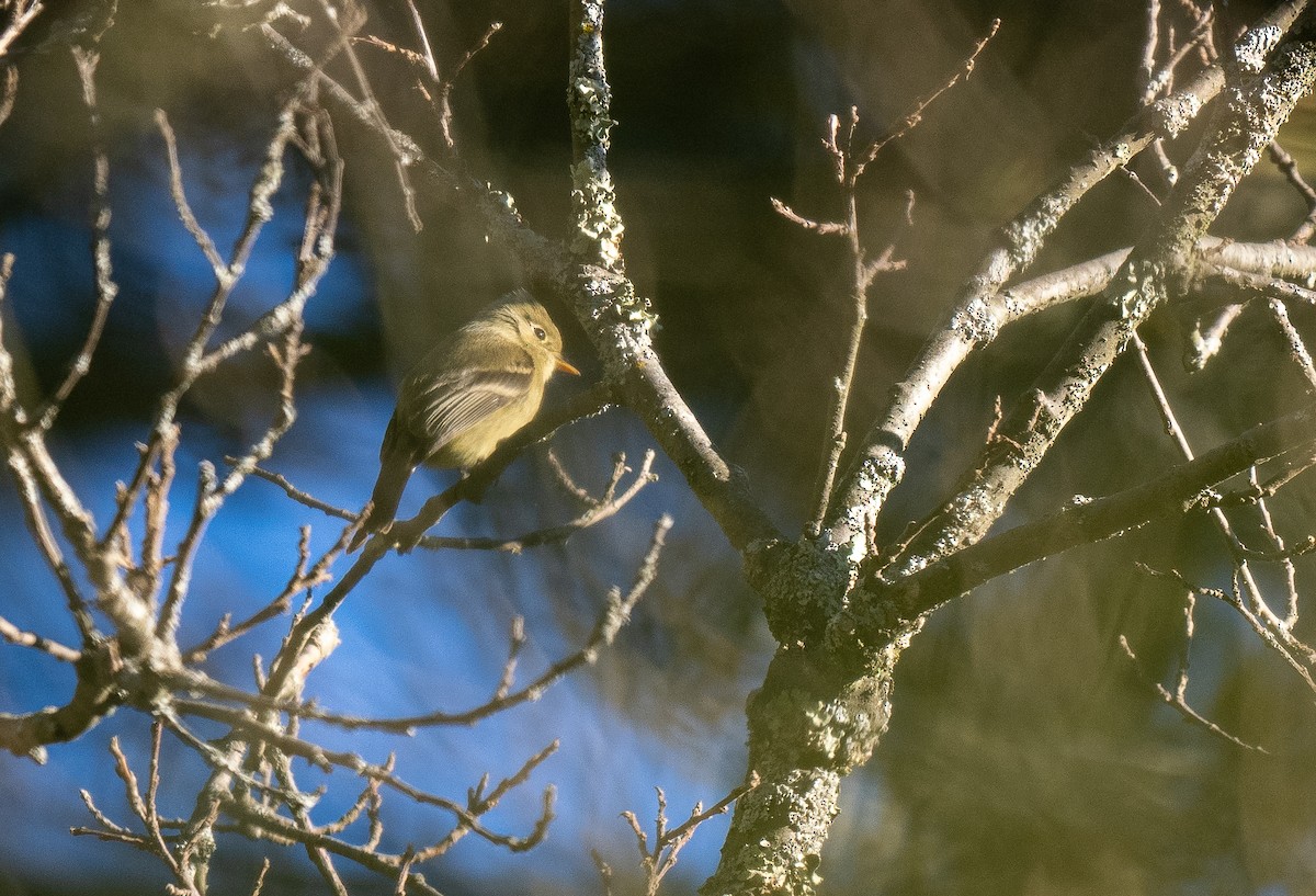 Pine Flycatcher - ML621490495