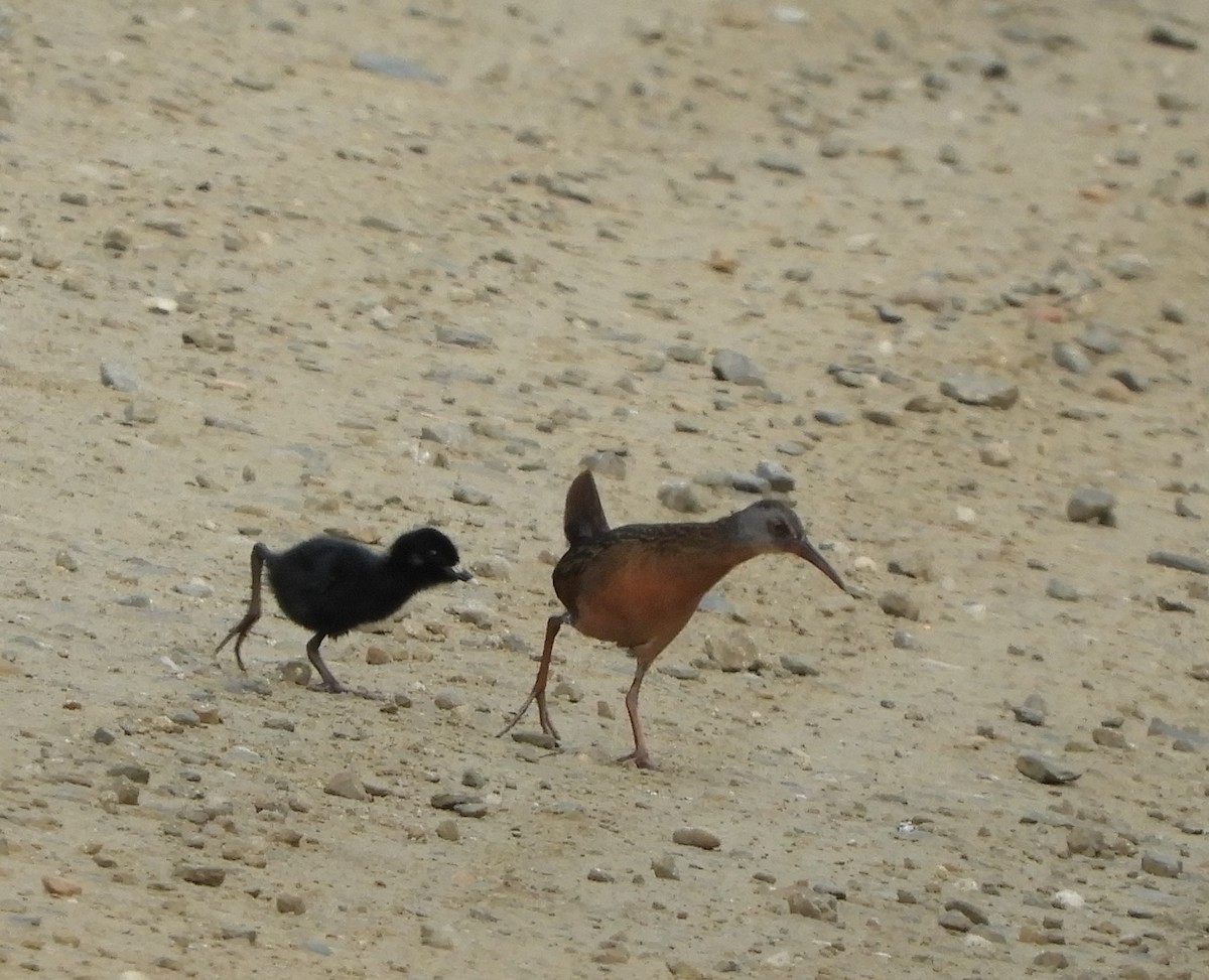 Virginia Rail - ML621490504