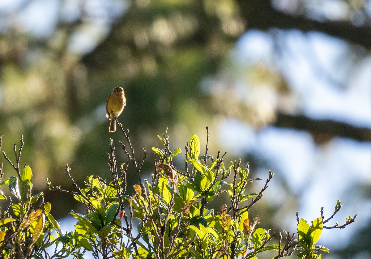 Buff-breasted Flycatcher - ML621490518