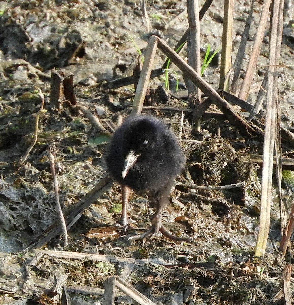 Virginia Rail - ML621490519