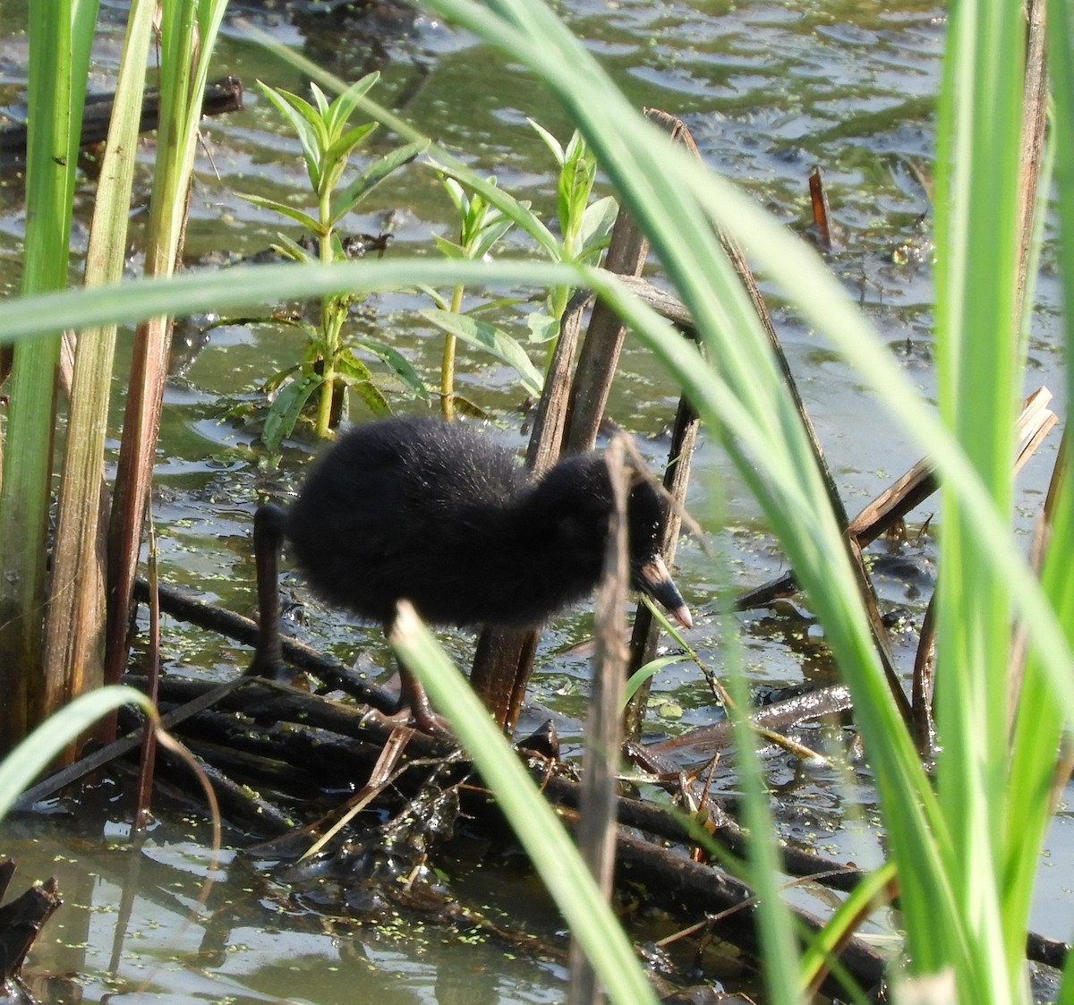 Virginia Rail - ML621490542