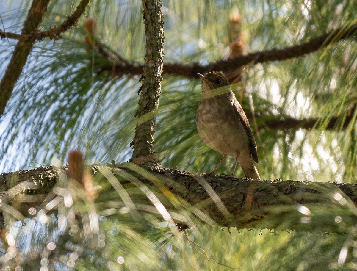 Russet Nightingale-Thrush - ML621490561