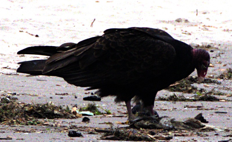 Urubu à tête rouge - ML621490563