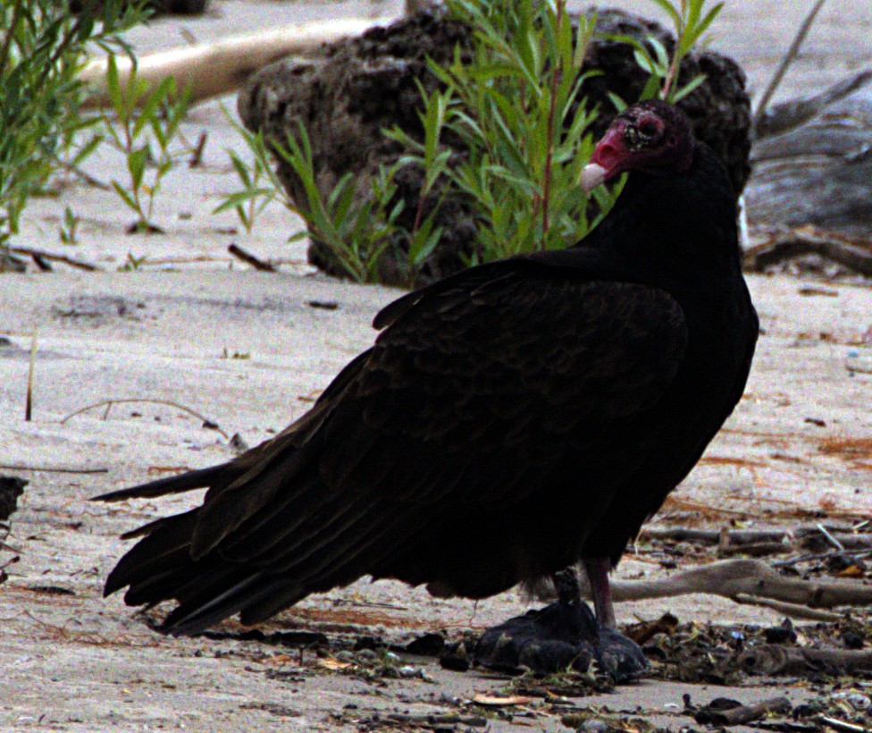 Urubu à tête rouge - ML621490564