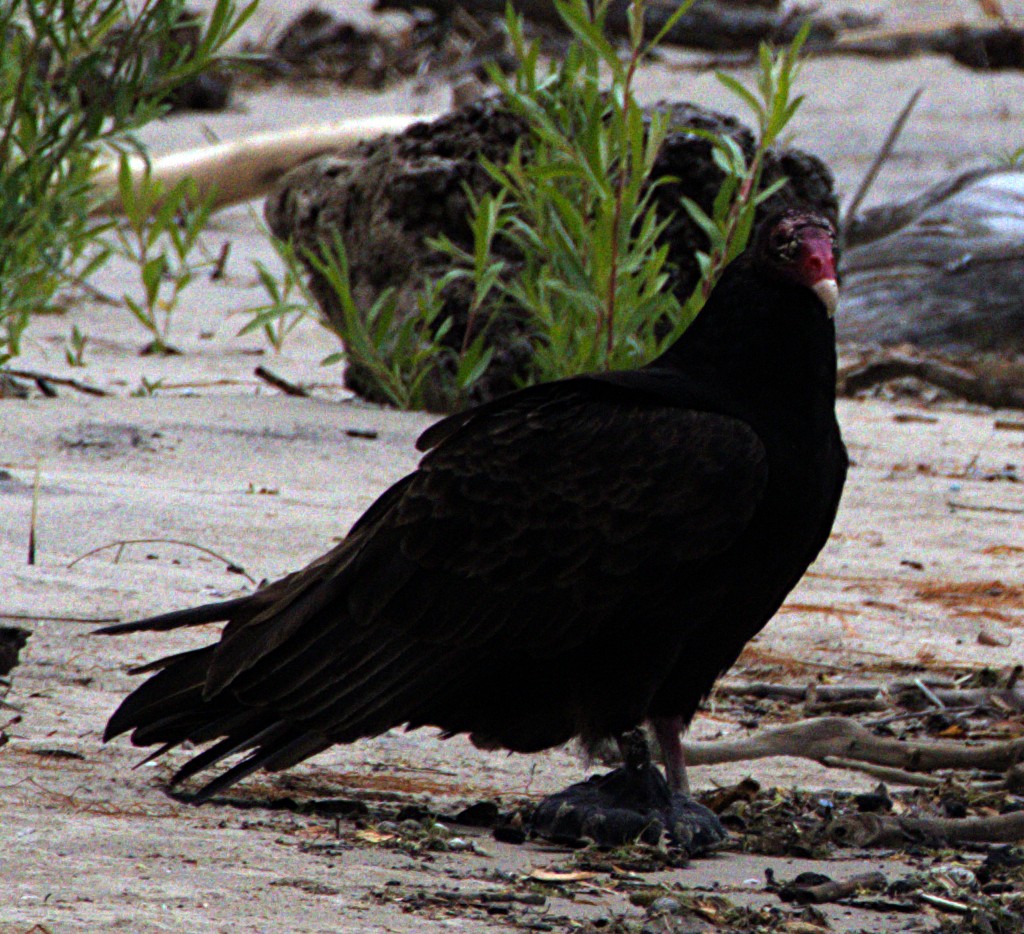 Urubu à tête rouge - ML621490565