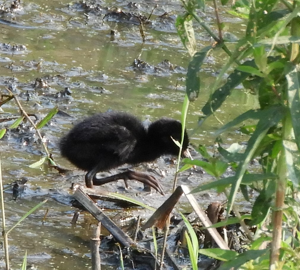 Virginia Rail - ML621490572