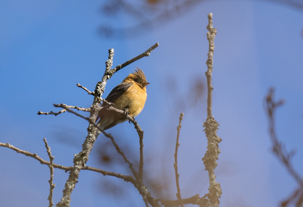 フサボウシハエトリ（phaeocercus／tenuirostris） - ML621490574