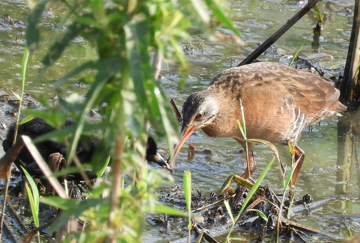 Virginia Rail - ML621490578