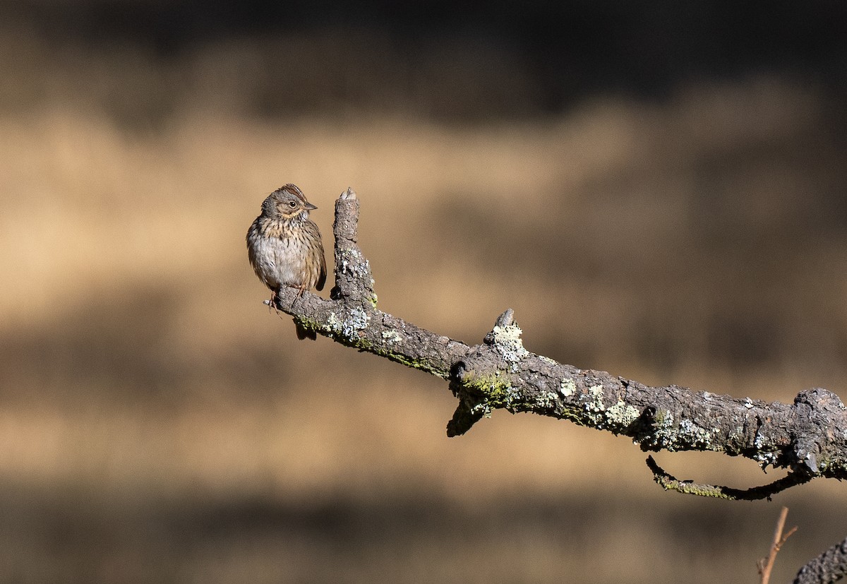 Lincoln's Sparrow - ML621490590