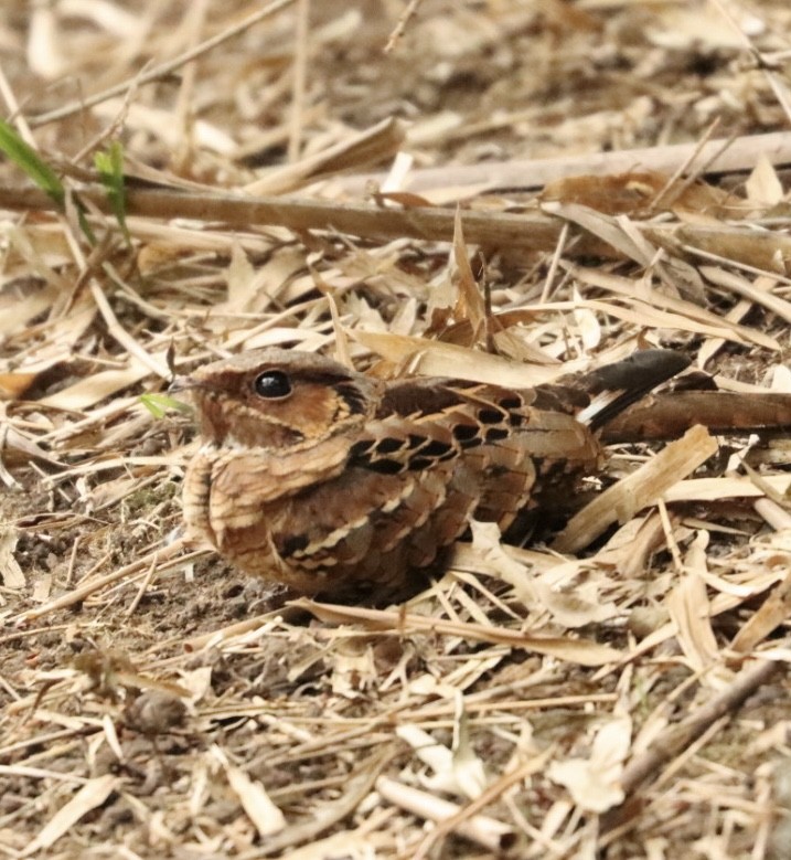 Common Pauraque - Janaina Souza