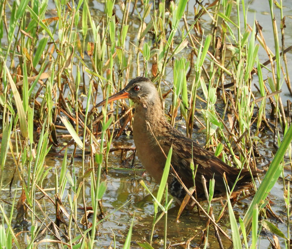 Virginia Rail - ML621490623