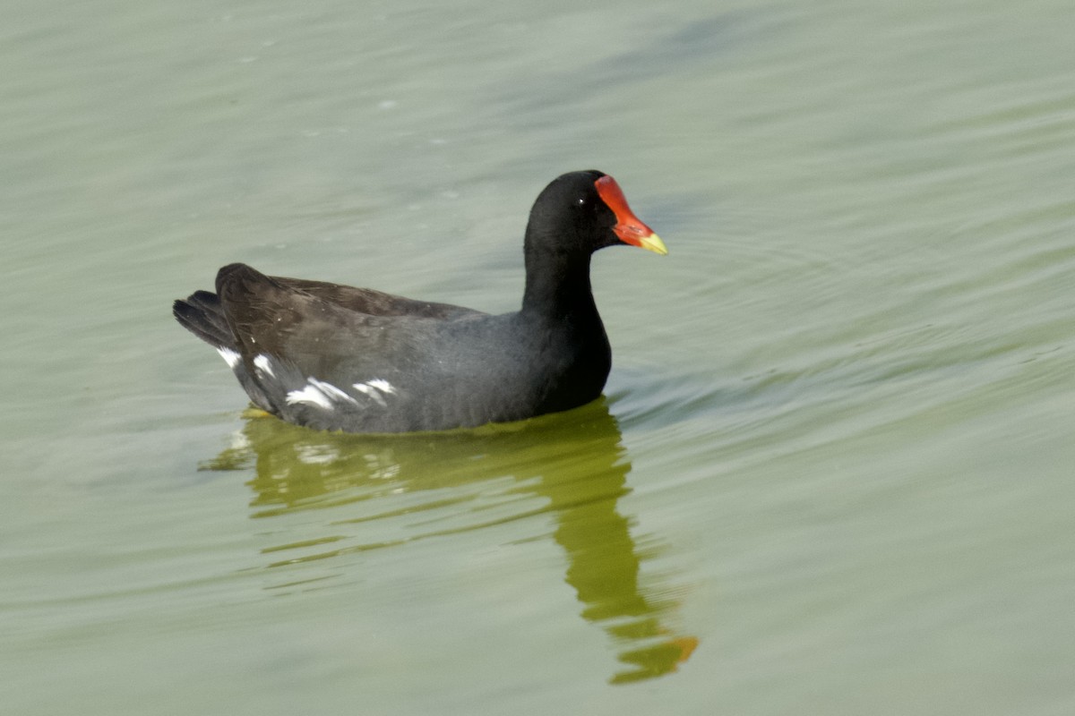 Common Gallinule - ML621490632