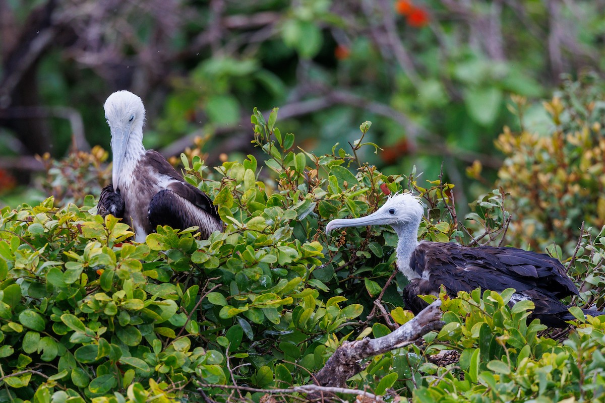 Magnificent Frigatebird - ML621490633