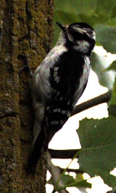Downy Woodpecker - ML621490667