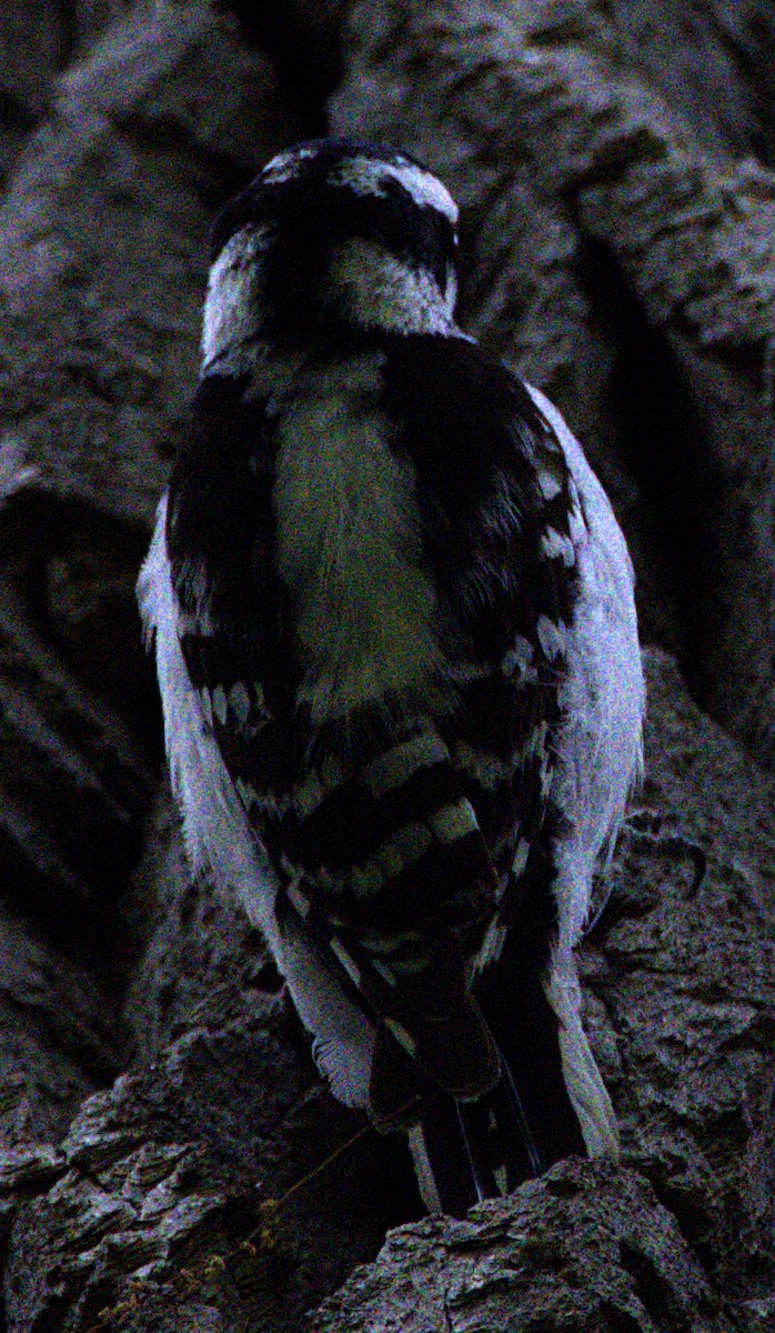 Downy Woodpecker - ML621490668