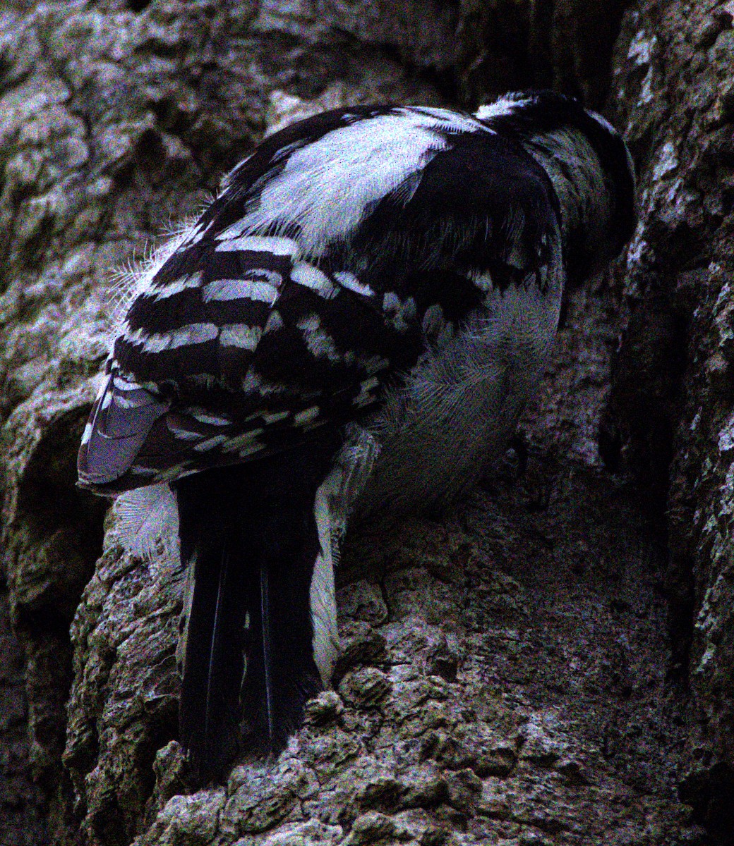 Downy Woodpecker - ML621490669