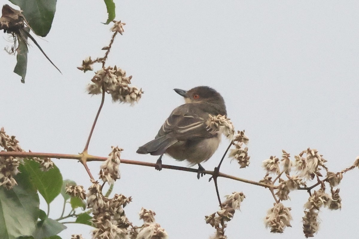 Northern Puffback - Michael McCloy