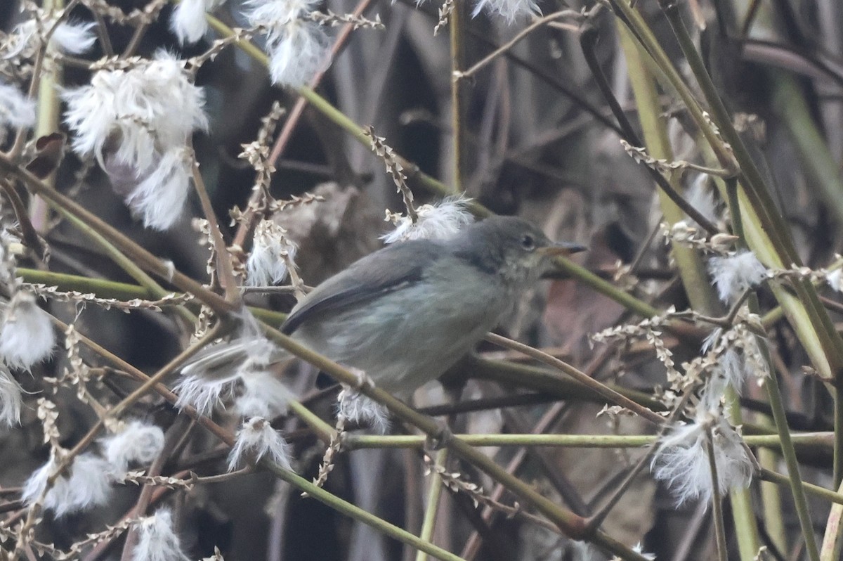 Mosquitero Barrado - ML621490747