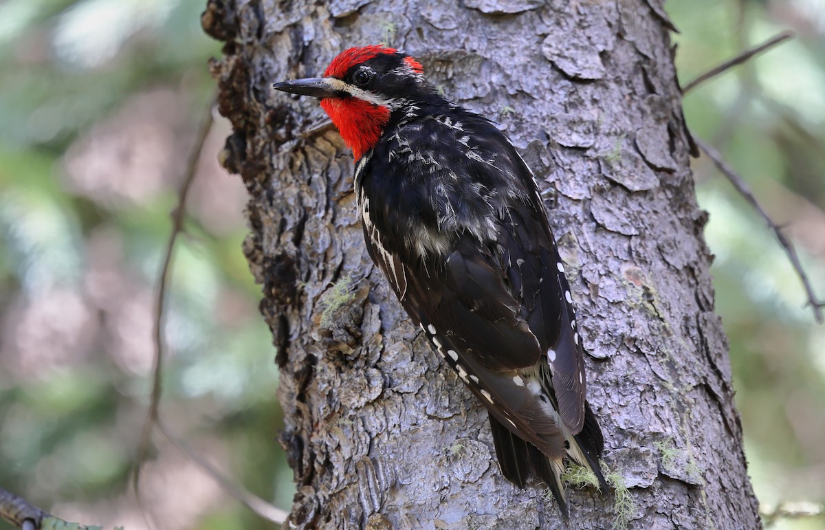 Red-naped Sapsucker - ML621490782