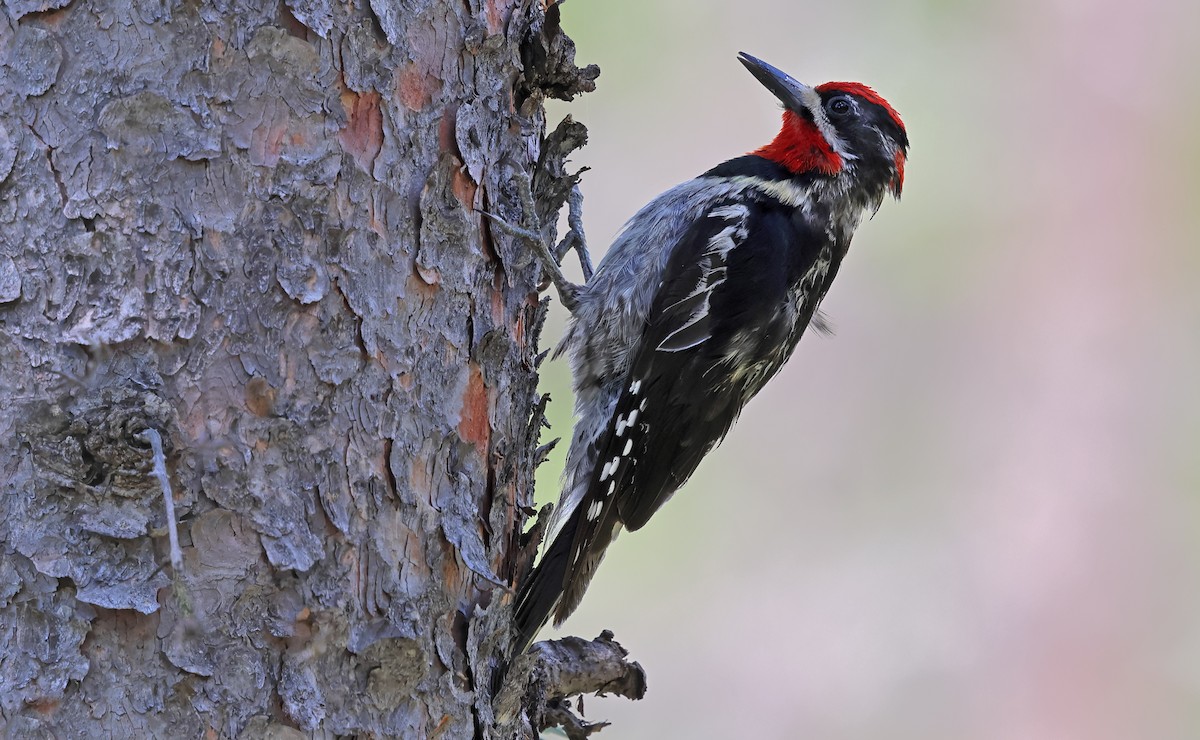 Red-naped Sapsucker - ML621490789