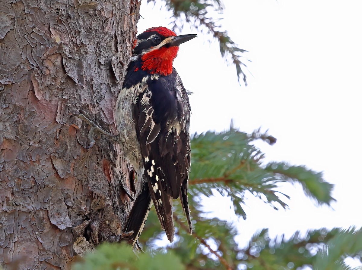 Red-naped Sapsucker - ML621490796