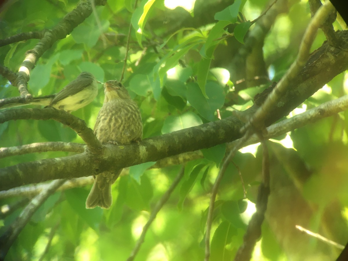 Brown-headed Cowbird - ML621490806