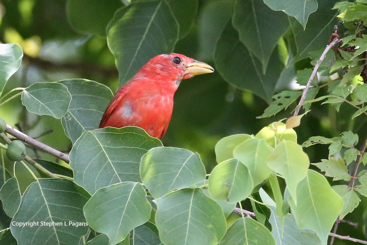 Summer Tanager - Steve Pagans