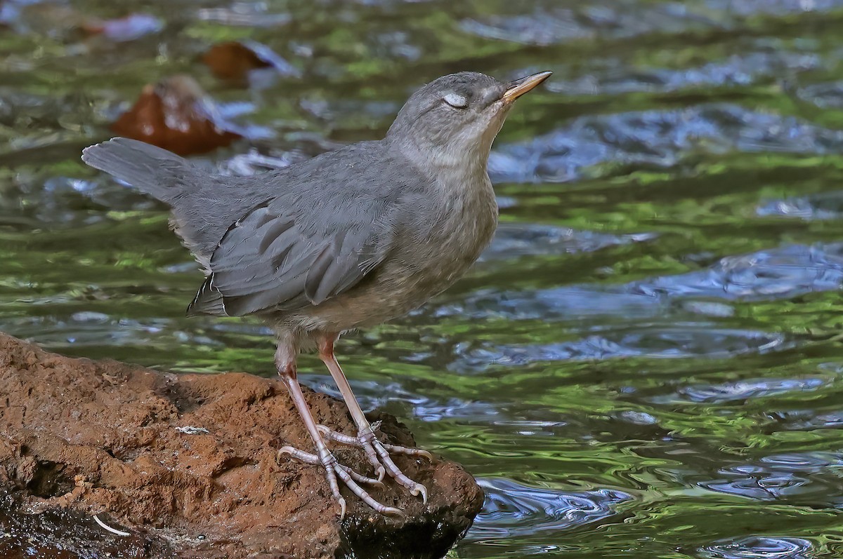 American Dipper - ML621490836