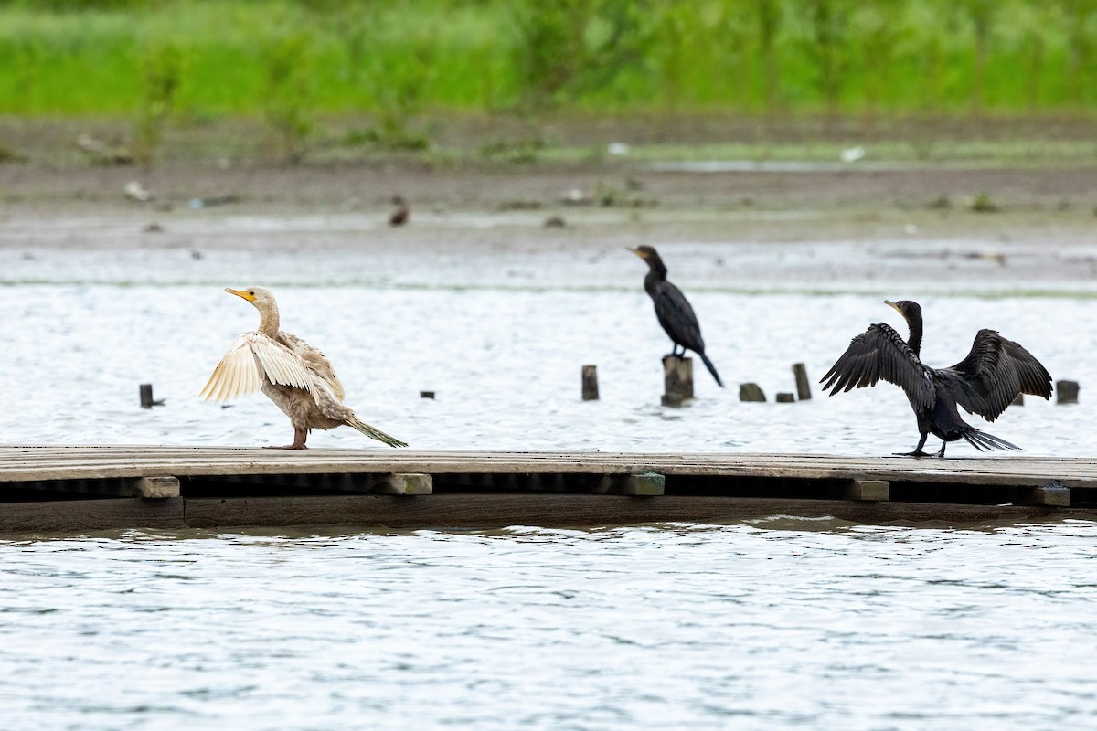Neotropic Cormorant - ML621490886