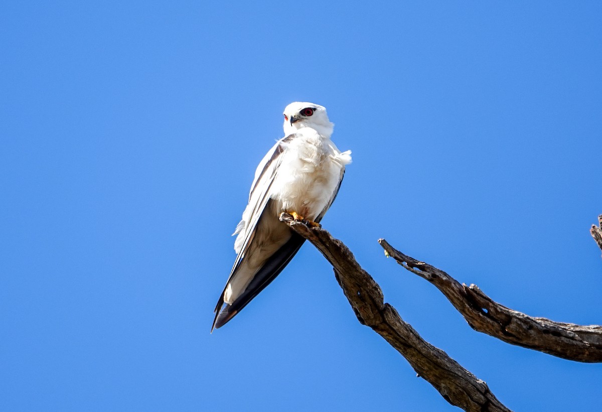 Black-shouldered Kite - ML621490987