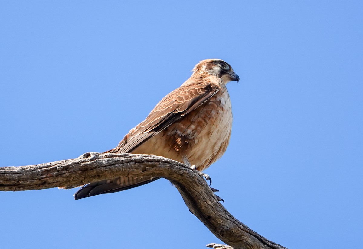 Brown Falcon - Rosemary Lloyd