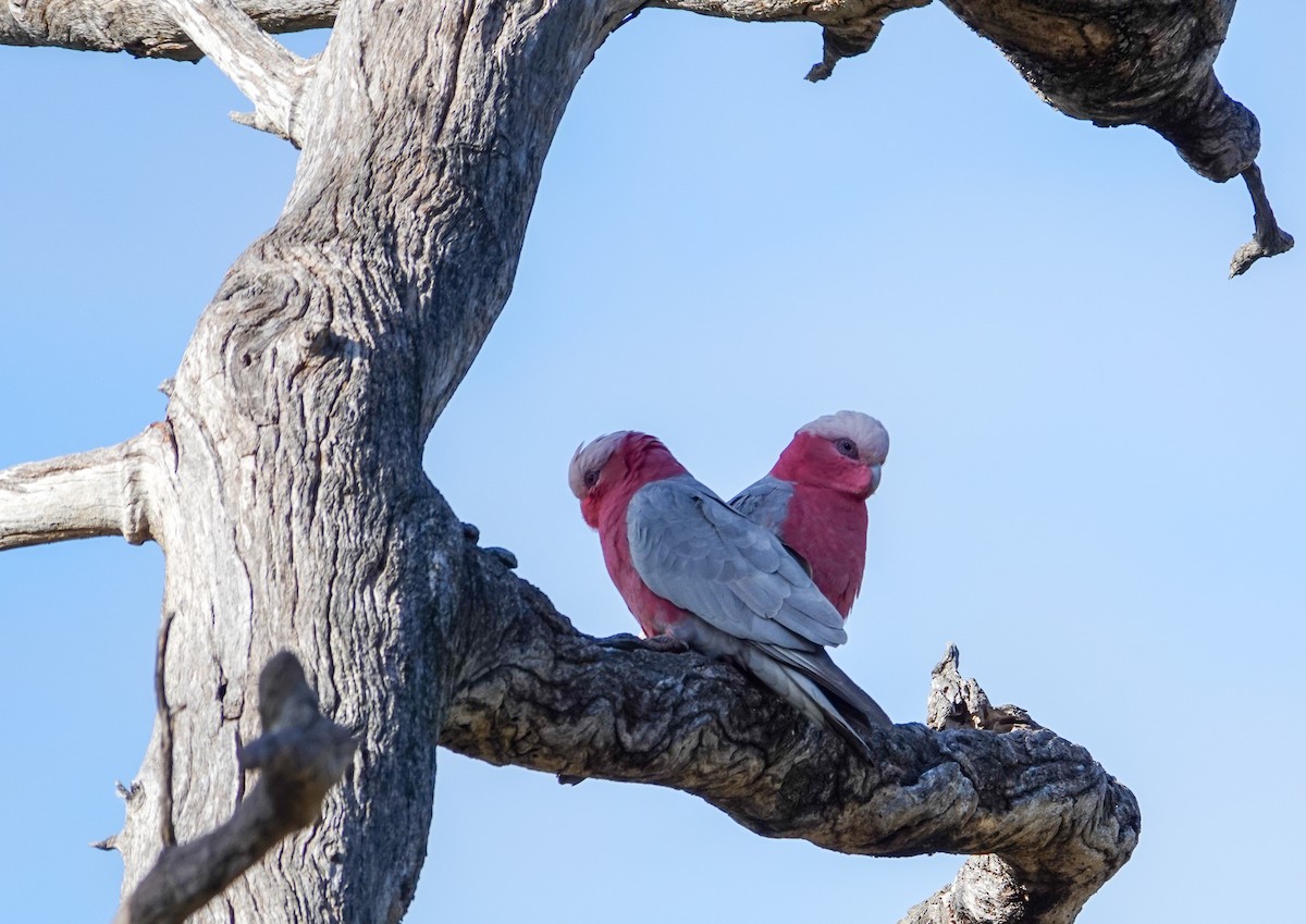 Galah - ML621491003