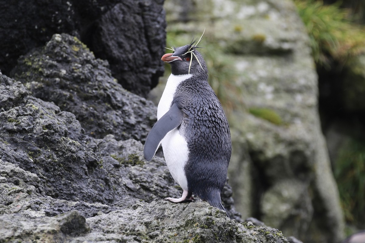 Pingüino Saltarrocas Meridional (filholi) - ML621491008