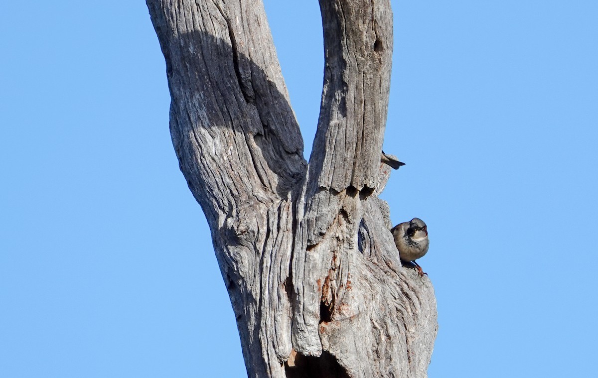 House Sparrow - ML621491048