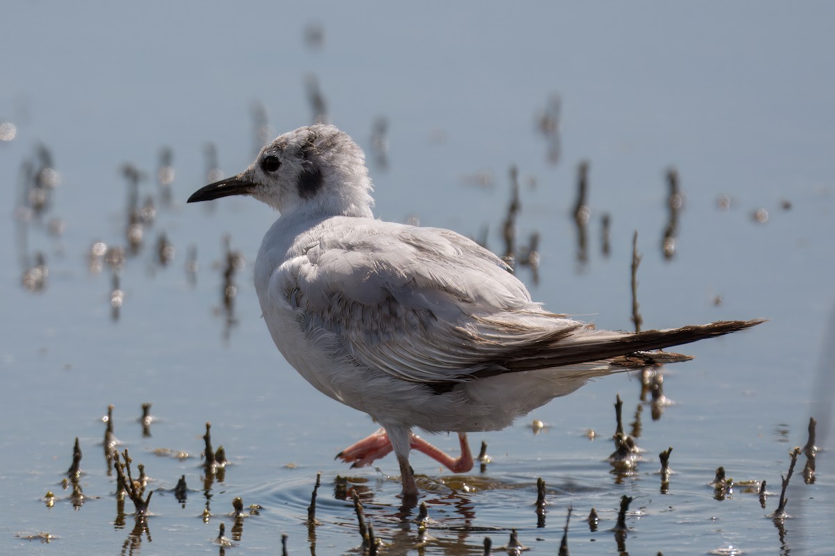 Bonaparte's Gull - ML621491072