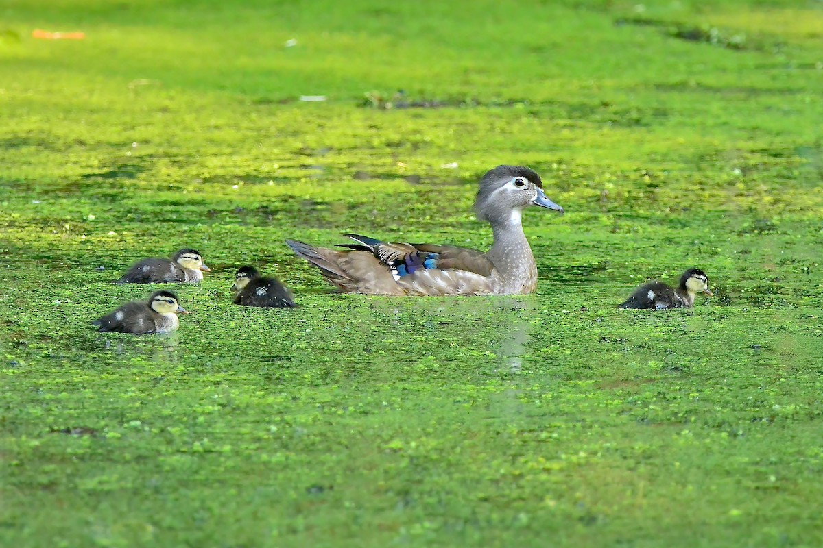 Wood Duck - Seth Honig