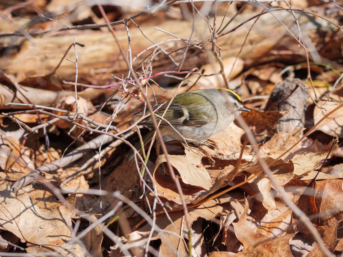 Golden-crowned Kinglet - ML621491245