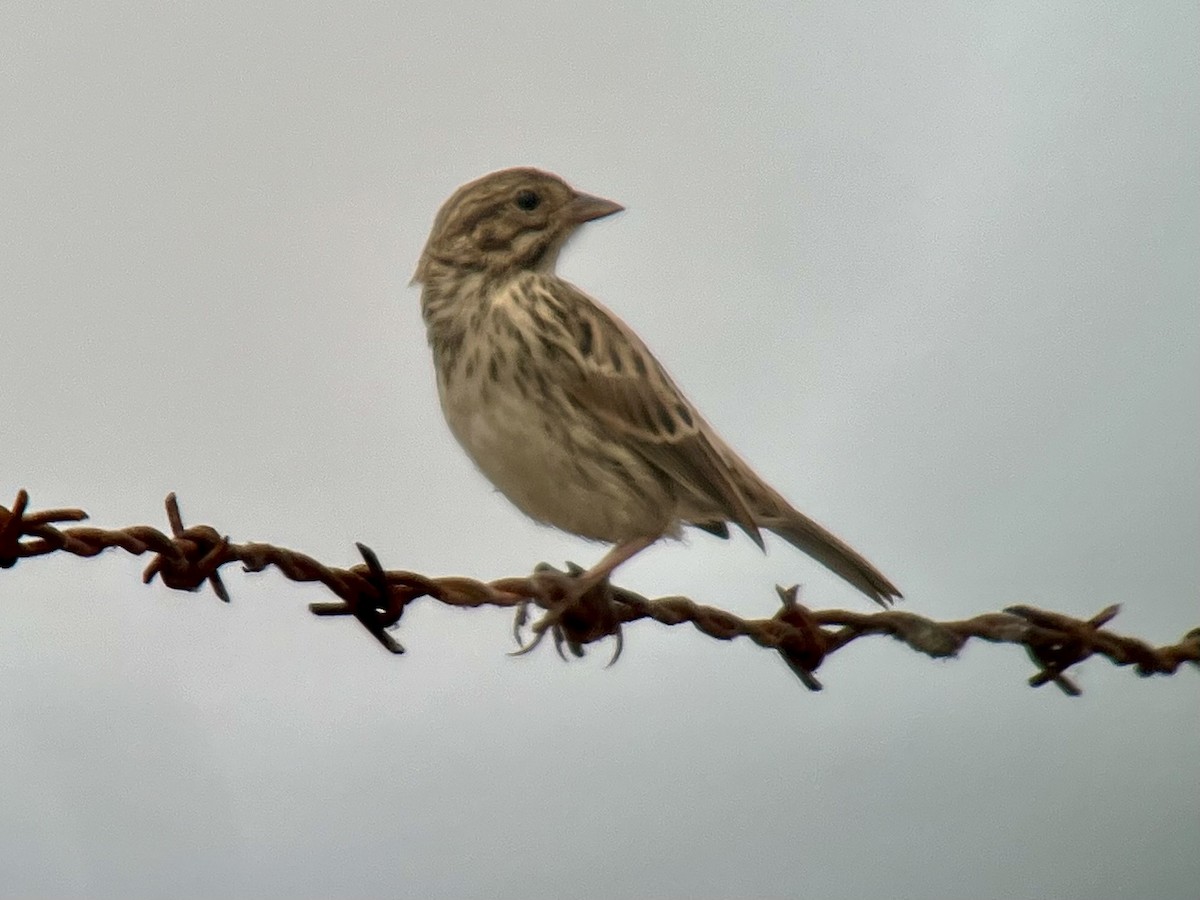 Savannah Sparrow (Belding's) - ML621491248