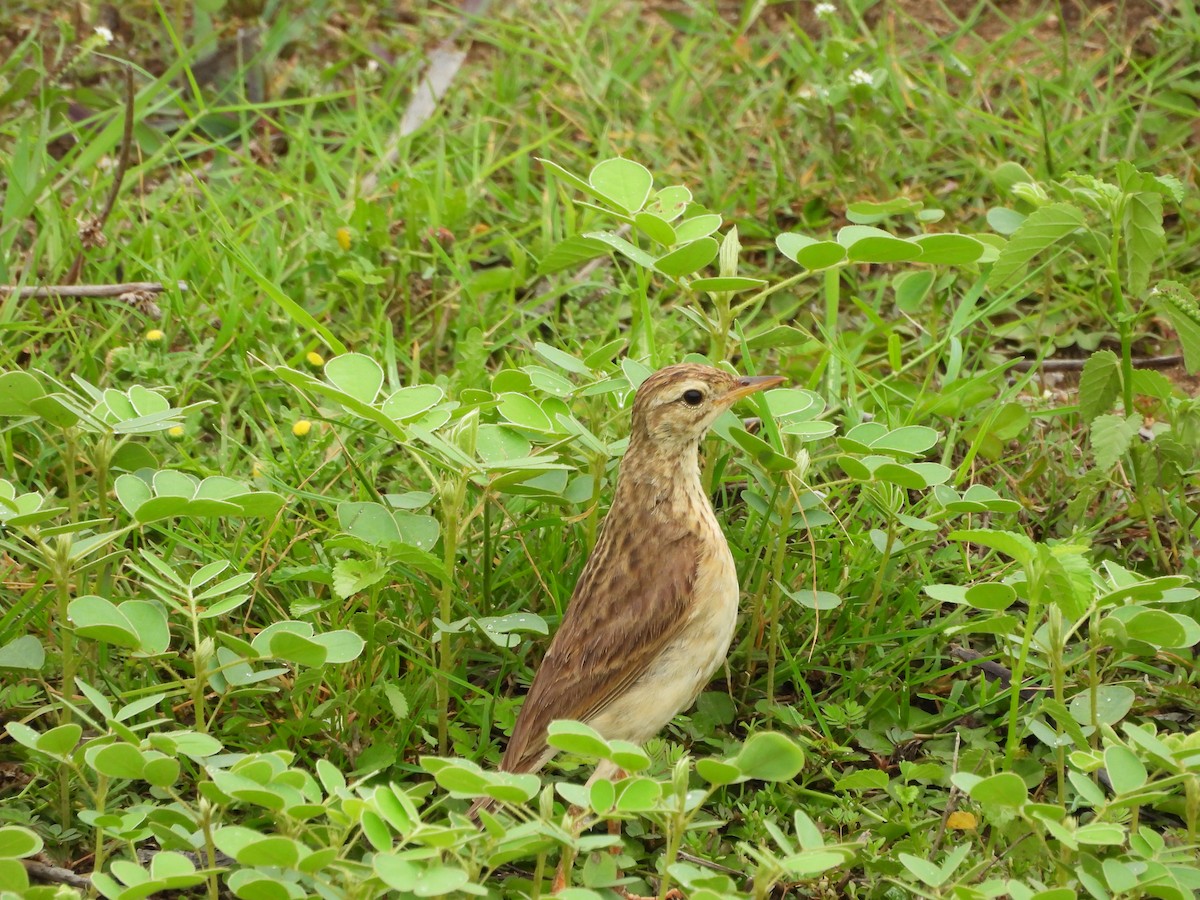 Paddyfield Pipit - ML621491284