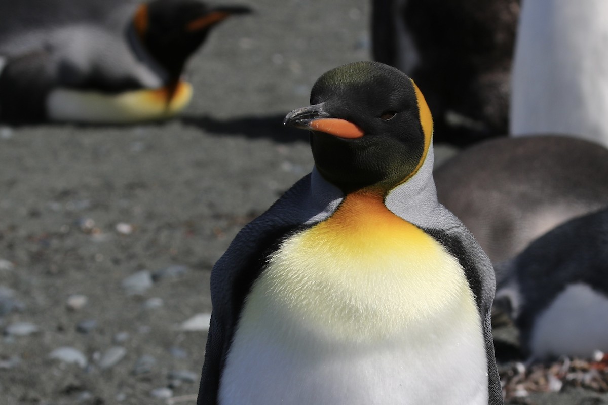 オウサマペンギン - ML621491431