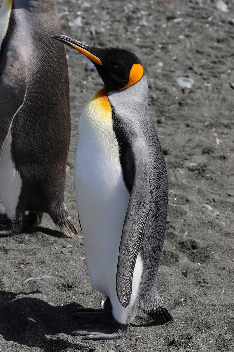 Королевский пингвин - ML621491441