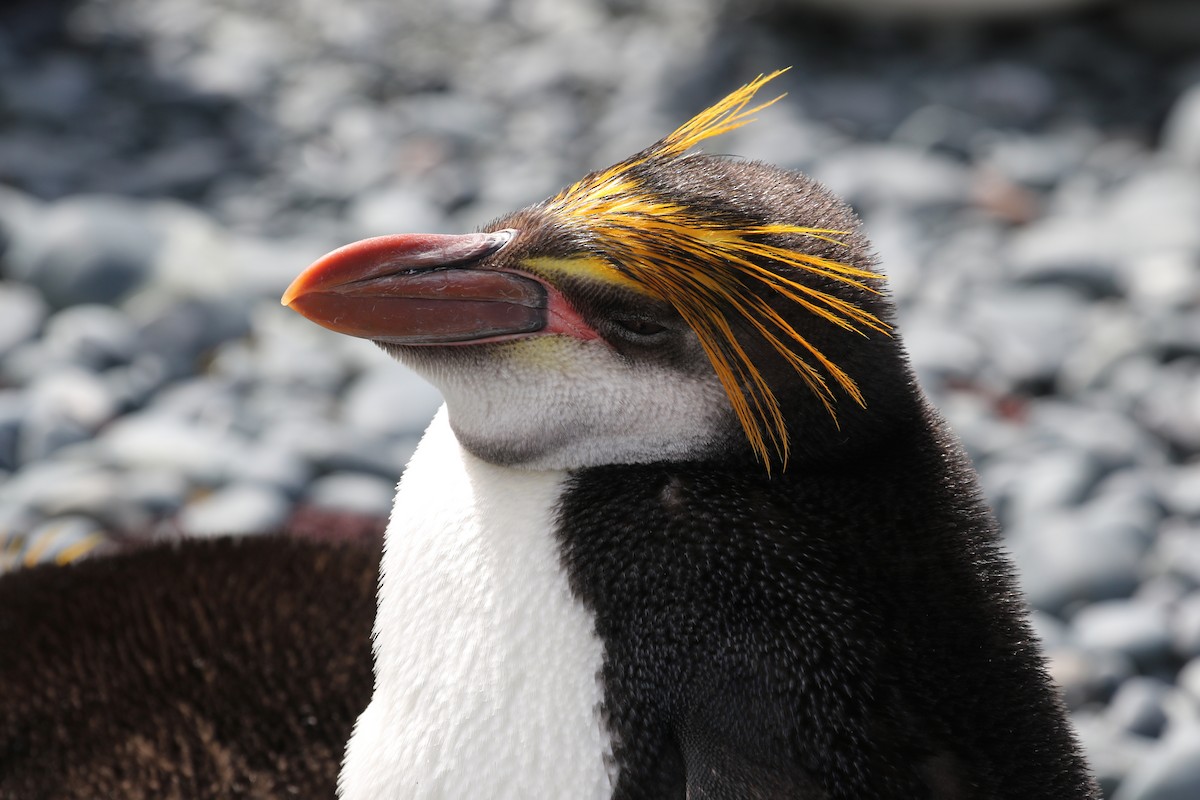 Royal Penguin - ML621491475