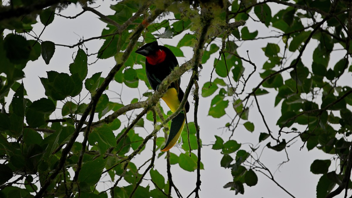 Toucan tocard - ML621491487