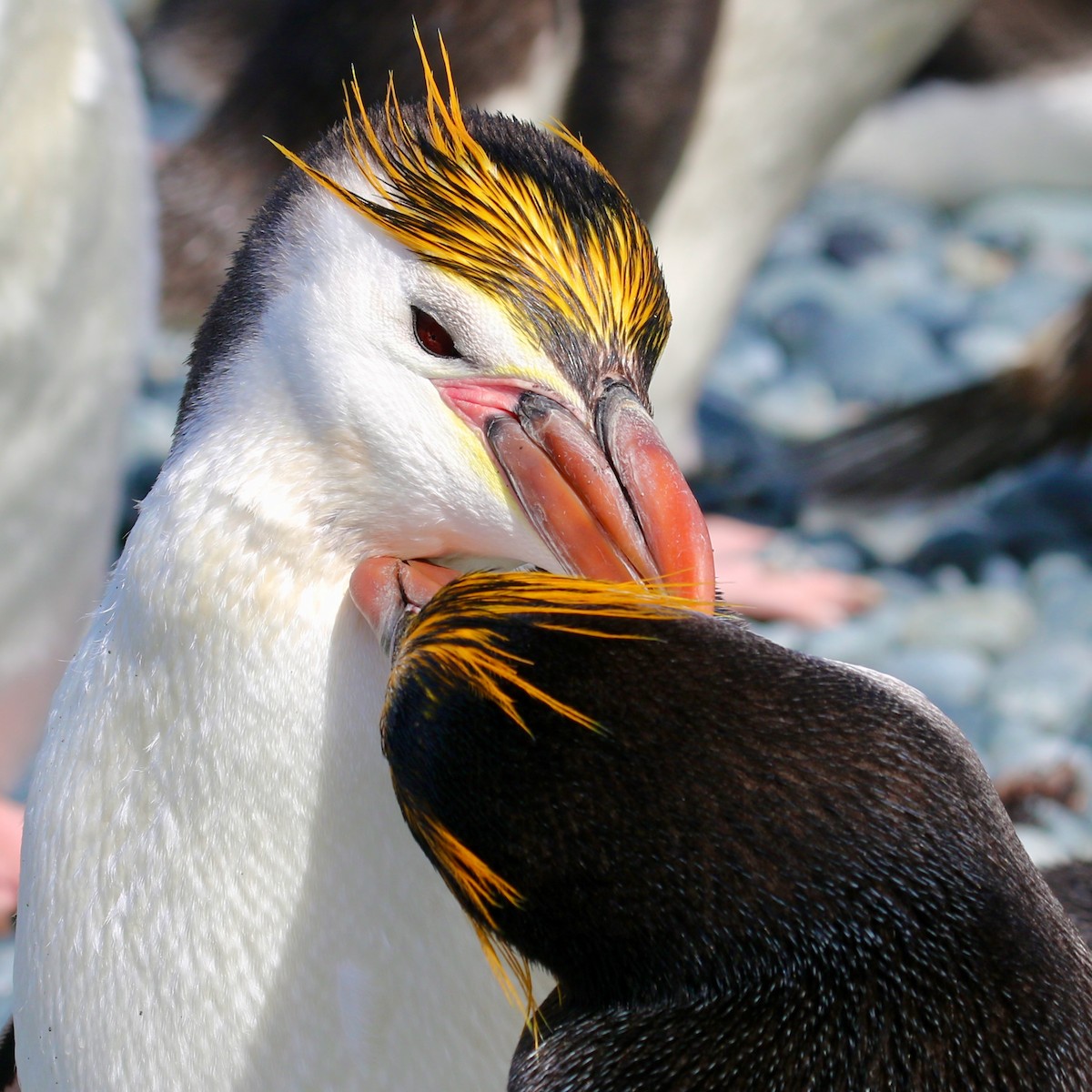 ロイヤルペンギン - ML621491495