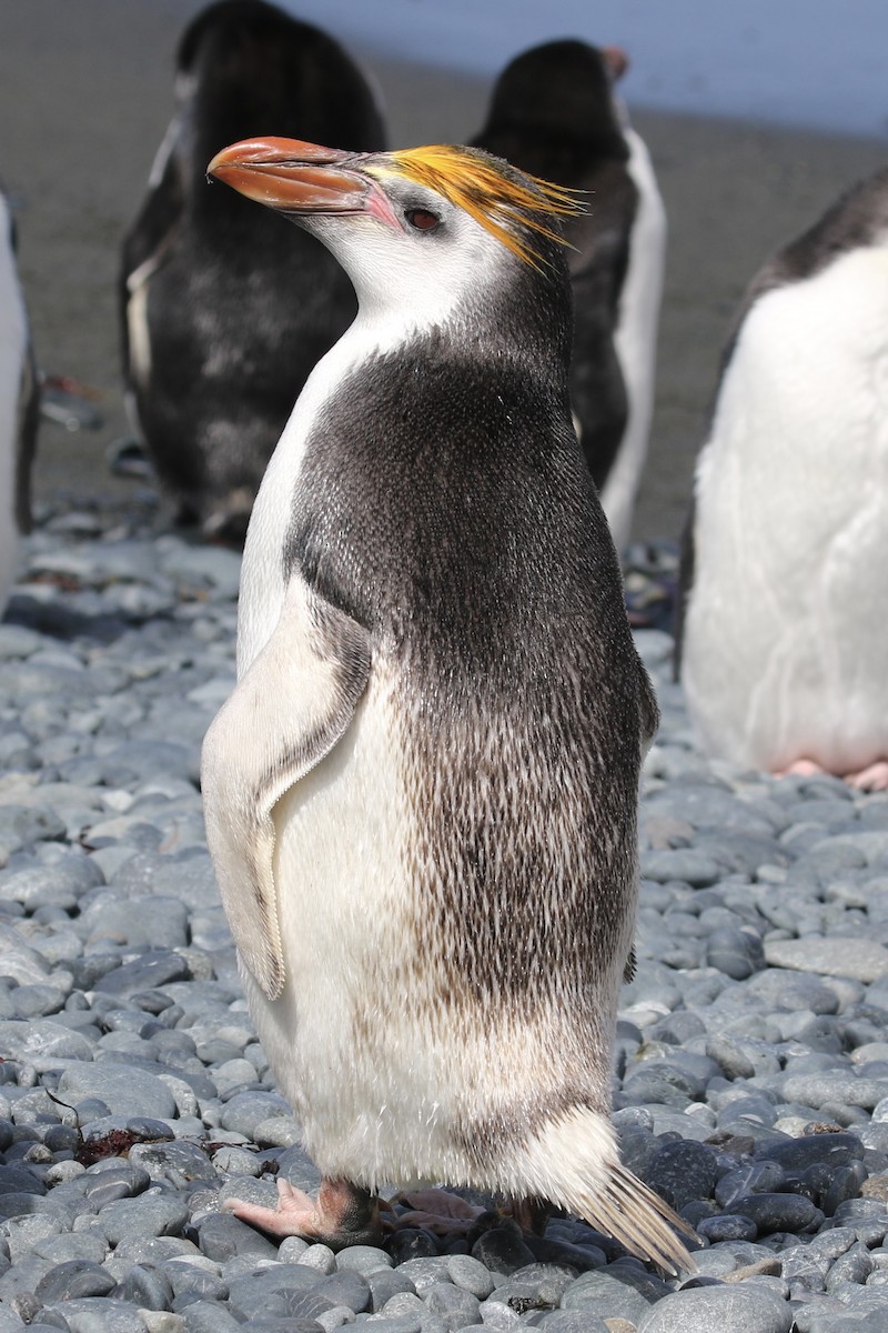 Royal Penguin - ML621491534